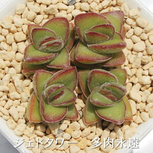 WFCh^[ NbX MTCY6cm|bg Crassula jade towera A `^ td˂^Cv A jO 킢  蕨 