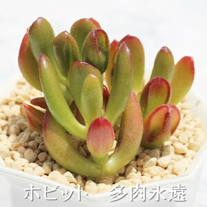 ホビット クラッスラ Mサイズ6cmポット Crassula hobbit 多肉植物 小〜中型種 葉を重ねるタイプ 多肉植物 男前 かわいい おしゃれ 贈り物 癒し