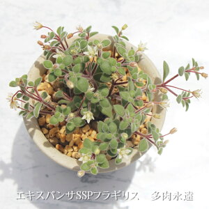 GLXpTSSPtMX NbX MTCY6cm|bg Crassula EXPANSA SSP. FRAGILIS A ^ Q^Cv