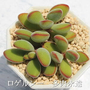 ロゲルシー クラッスラ Mサイズ6cmポット Crassula ROGERSII 多肉植物 小〜中型種 葉を重ねるタイプ