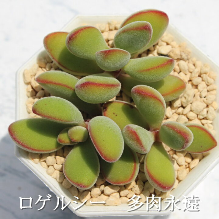 楽天市場】ロゲルシー クラッスラ Mサイズ6cmポット Crassula 
