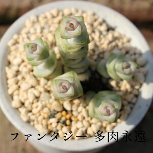 t@^W[ 2 NbX MTCY5.5cm|bg Crassula marnieriana f.variegata A ɏ^ td˂^Cv A  킢 K[fjO 蕨 