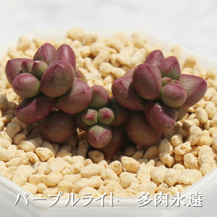 楽天市場】パープルライト クラッスラ Mサイズ6cmポット Crassula  