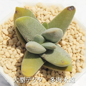^eN^ NbX MTCY6cm|bg Crassula tecta bigform A `^ td˂^Cv A jO 킢  蕨 