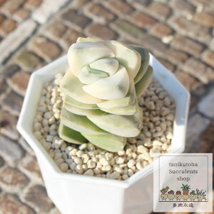 I̐씒 Jbgc NbX MTCY5.5cm|bg ؍c Crassula moonglow f variegata A `^ td˂^Cv A jO  蕨