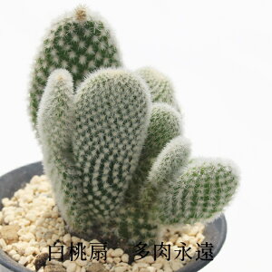  oj[JN^X MTCY 5.5cm|bg Opuntia microdasys var.albispina `^ eo^Cv Iv`A T{e