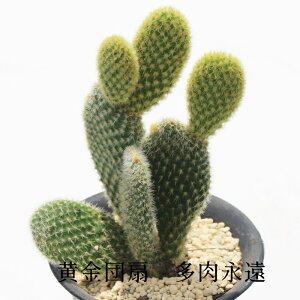 c oj[JN^X MTCY 5.5cm|bg Opuntia microdasys var.albispina `^ eo^Cv Iv`A T{e