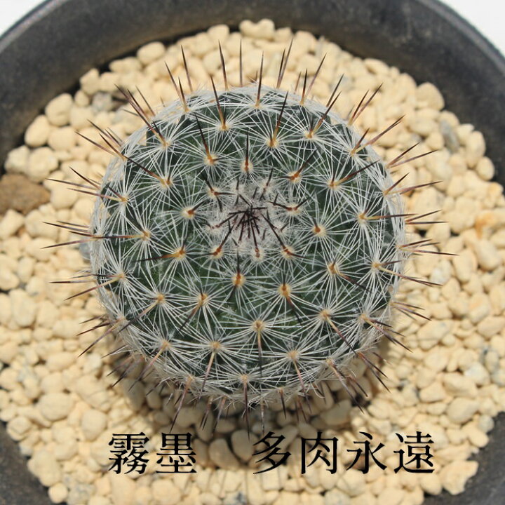 楽天市場 霧墨 カクタス Mサイズ 5 5ｃｍポット Mammillaria Kirizumi 小 中型種 球体タイプ マミラリア属 きれい 寄せ植え サボテン 株式会社多肉永遠楽天市場店