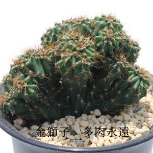 q JN^X MTCY 5.5cm|bg Cereus variabilis f.monstrosus `^ ̃^Cv ZEX ԉ Xg T{e