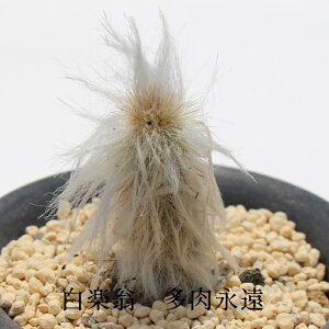 y JN^X MTCY 5.5cm|bg Espostoa ritteri `^ ђ^Cv GX|XgA ብ Vy T{e