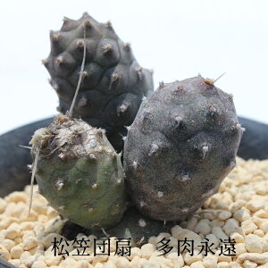 }c T{e Tephrocactus articulatus A etJN^X T{eʔ A̔ hCK[f rU[vc JN^X