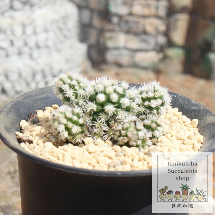 楽天市場】明日香姫 マミラリア Mサイズ 5.5cmポット mammillaria 