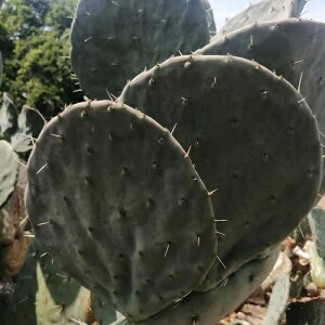 ۖ~փT{e Jbgc  z֑ E`T{e JN^X 20cm Opuntia robusta ^ eo^Cv Iv`A T{e