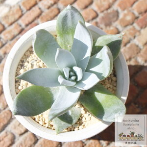 受u _hA MTCY5.5cm|bg Dudleya brittonii A ^ [bg^Cv ꂢ 킢 ϗtA