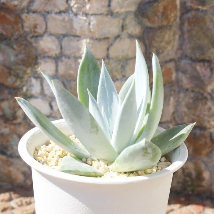 楽天市場】仙女盃 ダドレア Dudleya brittonii 白粉 多肉植物 観葉植物 