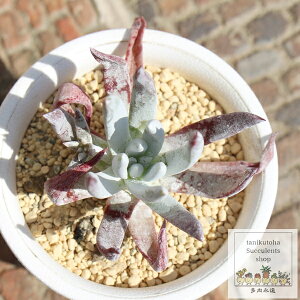 rXnbZC _hA MTCY Dudleya virense hassei A `^ [bg^Cv ꂢ 킢 ϗtA