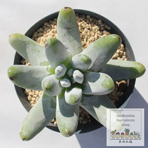 pLtBbc _hA MTCY Dudleya pachyphytum A ^ [bg^Cv ꂢ 킢 ϗtA