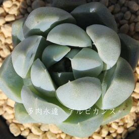 アルビカンス エケベリア Mサイズ6cmポット Echeveria ALBICANS 薔薇咲 多肉植物 小型種 仔を出すタイプ きれい かわいい