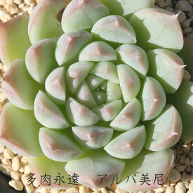 アルバ美尼 エケベリア Mサイズ6cmポット 多肉植物 小型種