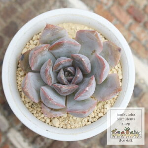 II GPxA MTCY 5.5cm|bg A `^ Echeveria orion