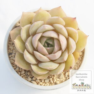 IX[ GPxA MTCY5.5cm|bg A `^ Echeveria cv onslow