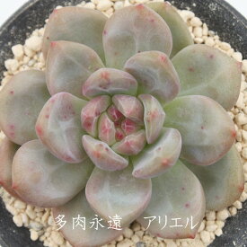 楽天市場 多肉植物アリエル 花 ガーデン Diy の通販