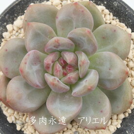 アリエル エケベリア 5.5cmポット 多肉植物