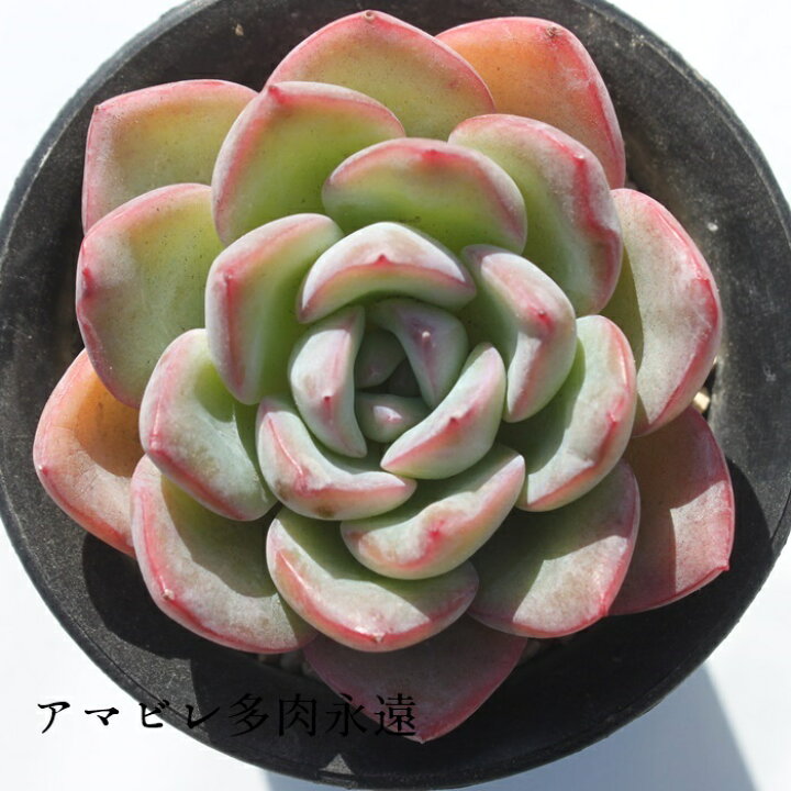 楽天市場】エケベリア アマビレ 韓国苗 観葉植物 Echeveria 