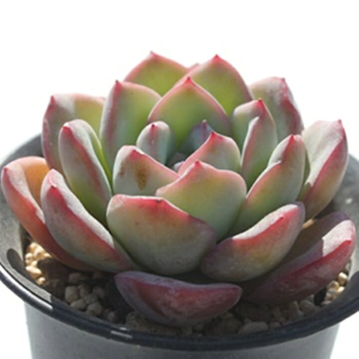 楽天市場】エケベリア アマビレ 韓国苗 観葉植物 Echeveria 