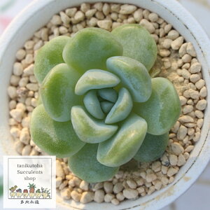 ACXO[ GPxA MTCY 5.5cm|bg ؍c A `^ Echeveria ICEGREEN