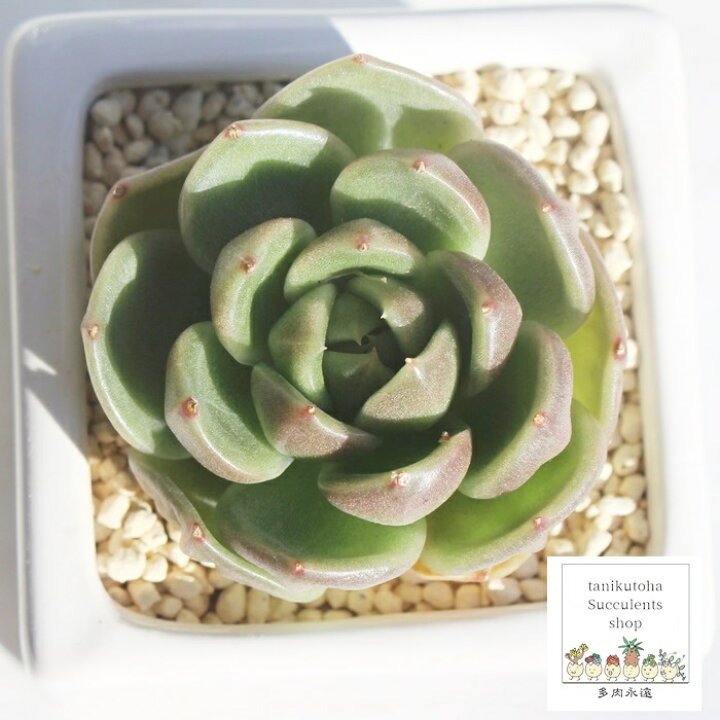 楽天市場 アイスシティー カット苗 エケベリア Mサイズ 6cmポット 韓国苗 Echeveria Ice City 薔薇咲 多肉植物 小 中型種 ロゼットタイプ きれい かわいい 観葉植物 株式会社多肉永遠楽天市場店