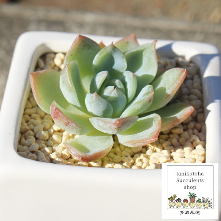 楽天市場】アローンスター エケベリア Mサイズ 6cmポット 韓国苗 多肉  