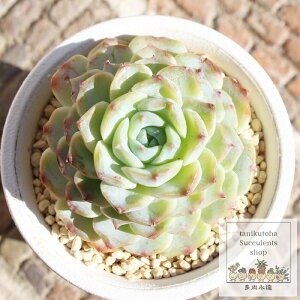 Ap[V GPxA 5.5cm|bg A `^ ؍c