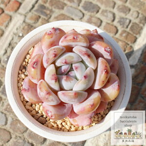 IW[ GPxA MTCY5.5cm|bg A `^