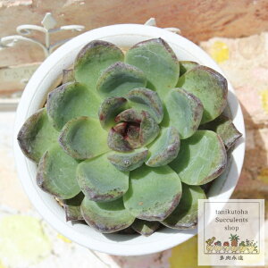 あんこ エケベリア 永遠ラベル付き Mサイズ 5.5cmポット 小〜中型種 多肉植物