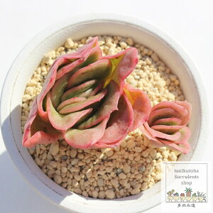 ACX[Y GPxA MTCY5.5cm|bg `^ A icerose variegata eo^Cv