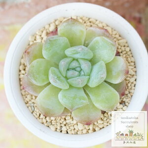杏子大福 永遠ラベル付き エケベリア Mサイズ5.5cmポット 小〜中型種 多肉植物 Echeveria anzu daifuku