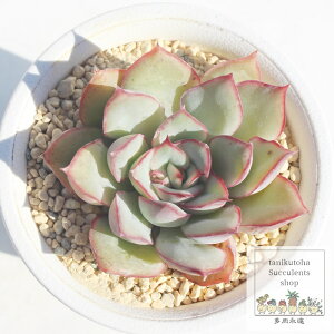 GX^[ GPxA 5.5cm|bg A `^ Echeveriaesther