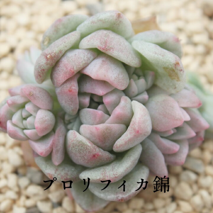 楽天市場 プロリフィカ錦 エケベリア Mサイズ6ｃｍポット 韓国苗 Echeveria Prolifica 多肉植物 小型種 仔を出すタイプ きれい かわいい 株式会社多肉永遠楽天市場店