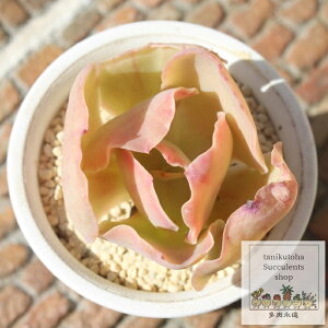 p_ Jbgc GPxA MTCY 5.5cm|bg Echeveria pallida A KN炫 ^ ^Cv