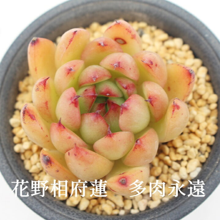 楽天市場】花野相府蓮 エケベリア エケベリア Mサイズ6cmポット 