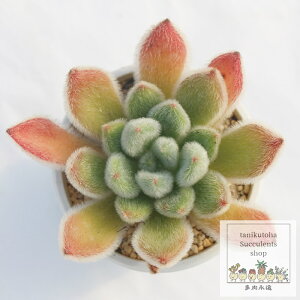 {rVi GPxA MTCY5.5cm|bg Echeveria cv 'bombycina' KN A `^ [bg^Cv ꂢ 킢