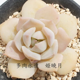 姫暁月 エケベリア Mサイズ5.5cmポット Echeveria himesyougetu 薔薇咲 多肉植物 小〜中型種 仔を出すタイプ きれい かわいい