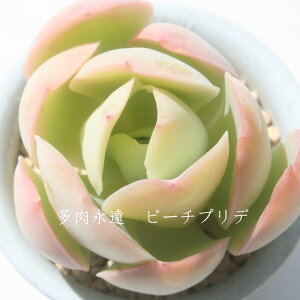 s[`vf GPxA MTCY6cm|bg Echeveria PEACH PLIDE KN A `^ td˂^Cv ꂢ 킢