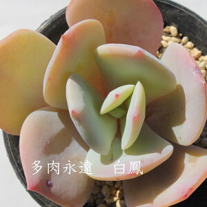 P GPxA MTCY6cm|bg Echeveria HAKUHOU KN A `^ [bg^Cv ꂢ 킢