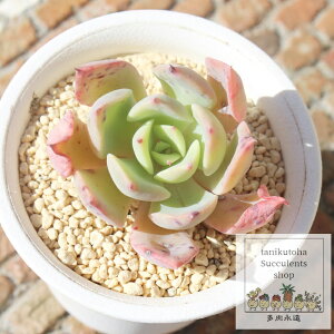 pSi MTCY5.5cm|bg GPxA Echeveria cv 'paligona' KN A `^ [bg^Cv ꂢ 킢 ϗtA