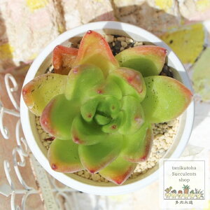 gP GPxA MTCY 5.5cm|bg KN A `^