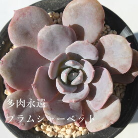 プラムシャーベット エケベリア Mサイズ6cmポット 韓国苗 Echeveria PLUM SHERBET 薔薇咲 多肉植物 小〜中型種 ロゼットタイプ きれい かわいい