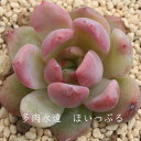 ほいっぷる 永遠ラベル付き エケベリア Mサイズ6cmポット Echeveria HOIPPLE 薔薇咲 多肉植物 小〜中型種 ロゼットタイプ きれい かわいい