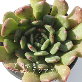 ファンタジアクリア エケベリア Mサイズ 韓国苗 Echeveria FANTASIA CLEAR 薔薇咲 多肉植物 小〜中型種 ロゼットタイプ きれい かわいい